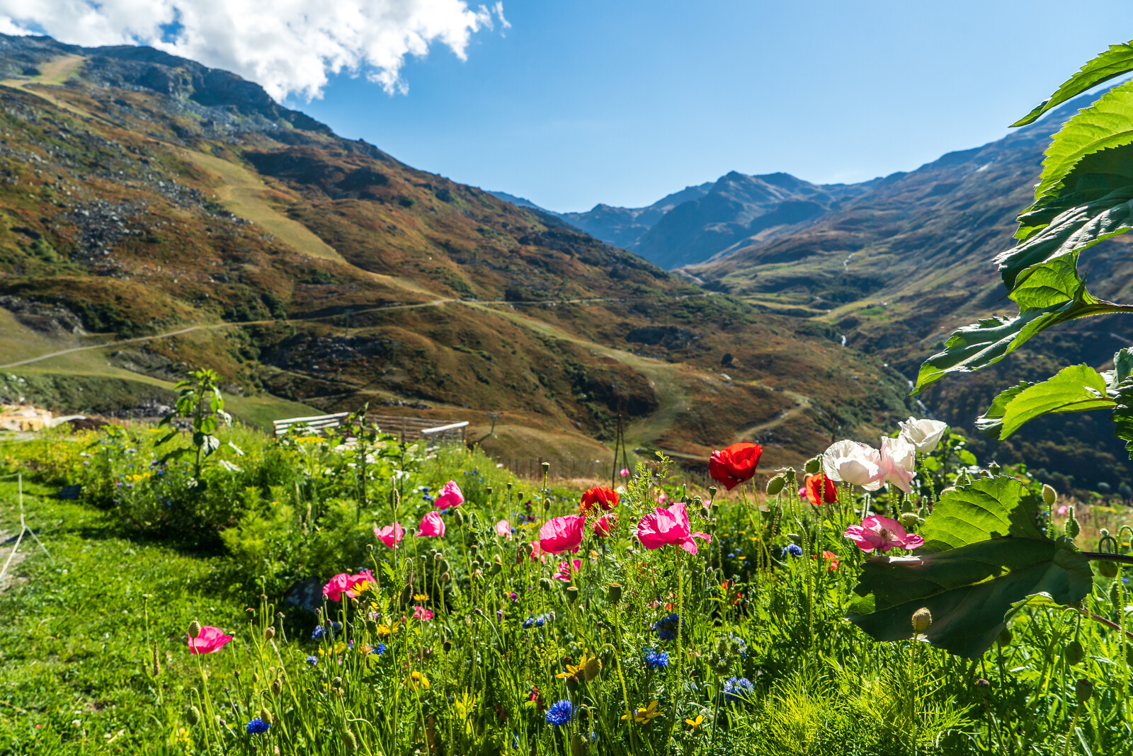 Balade guidée flore alpestre vallée des belleville - © Vincent Lottenberg