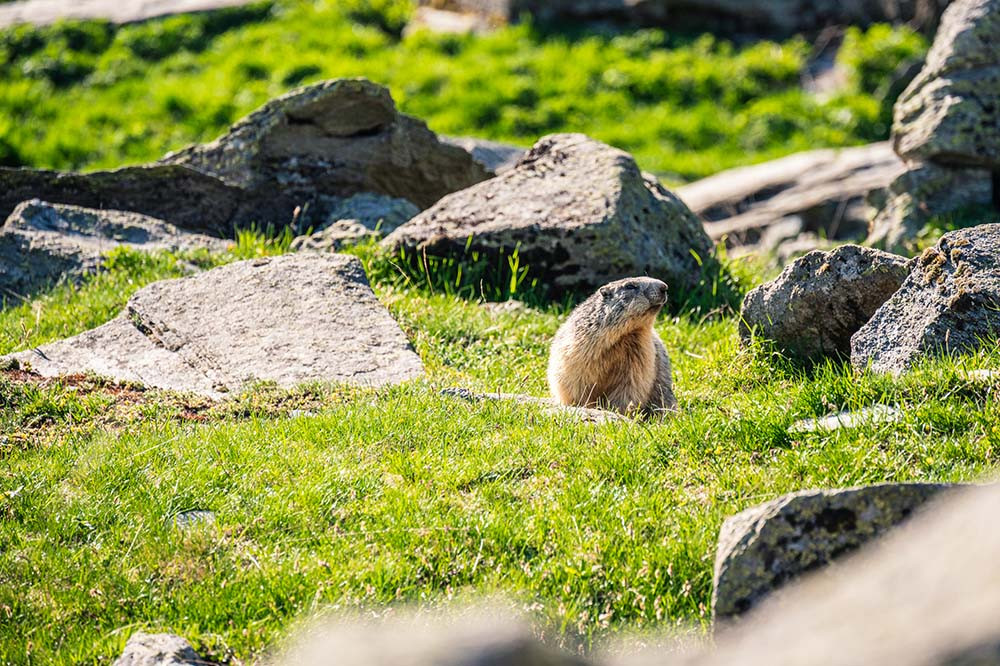 bureau des guides balade marmotte