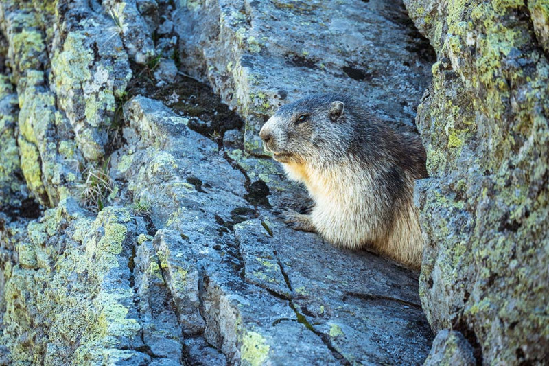 réservation randonnée guidée marmotte